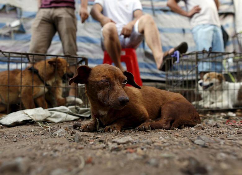 À partir d’aujourd’hui, des milliers de chiens et de chats vont êtres ébouillantés, éviscérés ou éventrés vivants lors du festival de Yulin. 

Nous devons agir diplomatiquement et commercialement pour y mettre fin. 

#StopYulin #LesAnimauxComptent