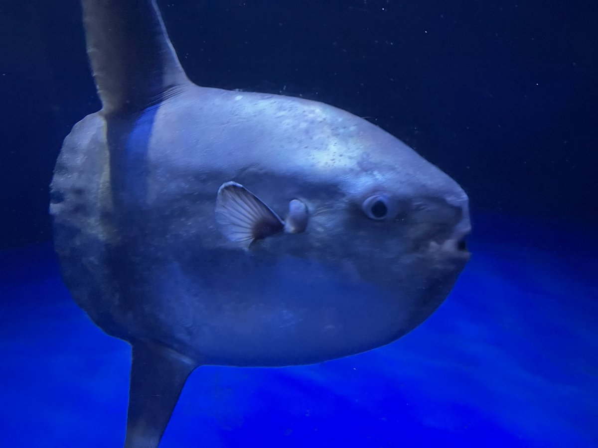 145マンボウ https://t.co/xNkrMz61vC