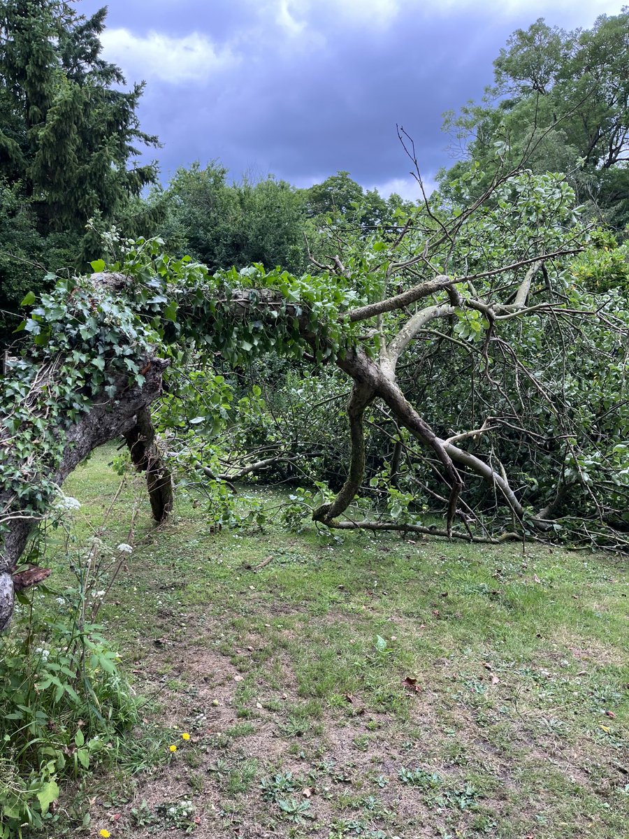 Oh dear this very old apple tree at the end of the garden has just collapsed. It was leaning for a long time, but no longer 😔