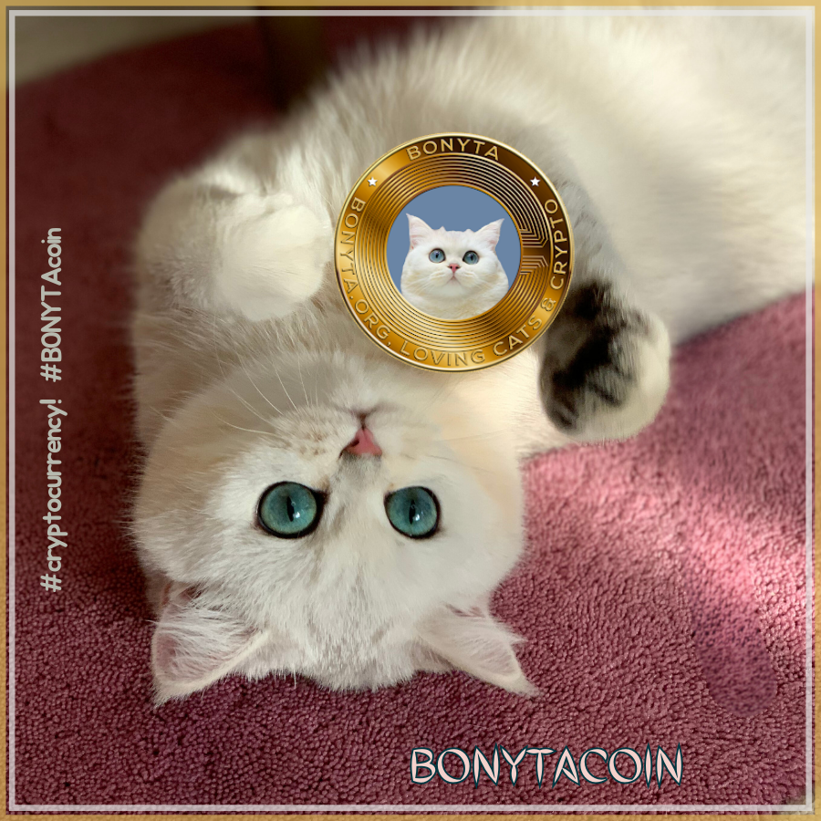 BonytaCoin's tweet photo. 🌙 The moonlight reflects the glow of Bonyta's memecoin, illuminating our crypto path and guiding us to a future where dreams become reality. #BONYTA #CryptoMoonlight 🌕 https://t.co/XlC5JdcgSX