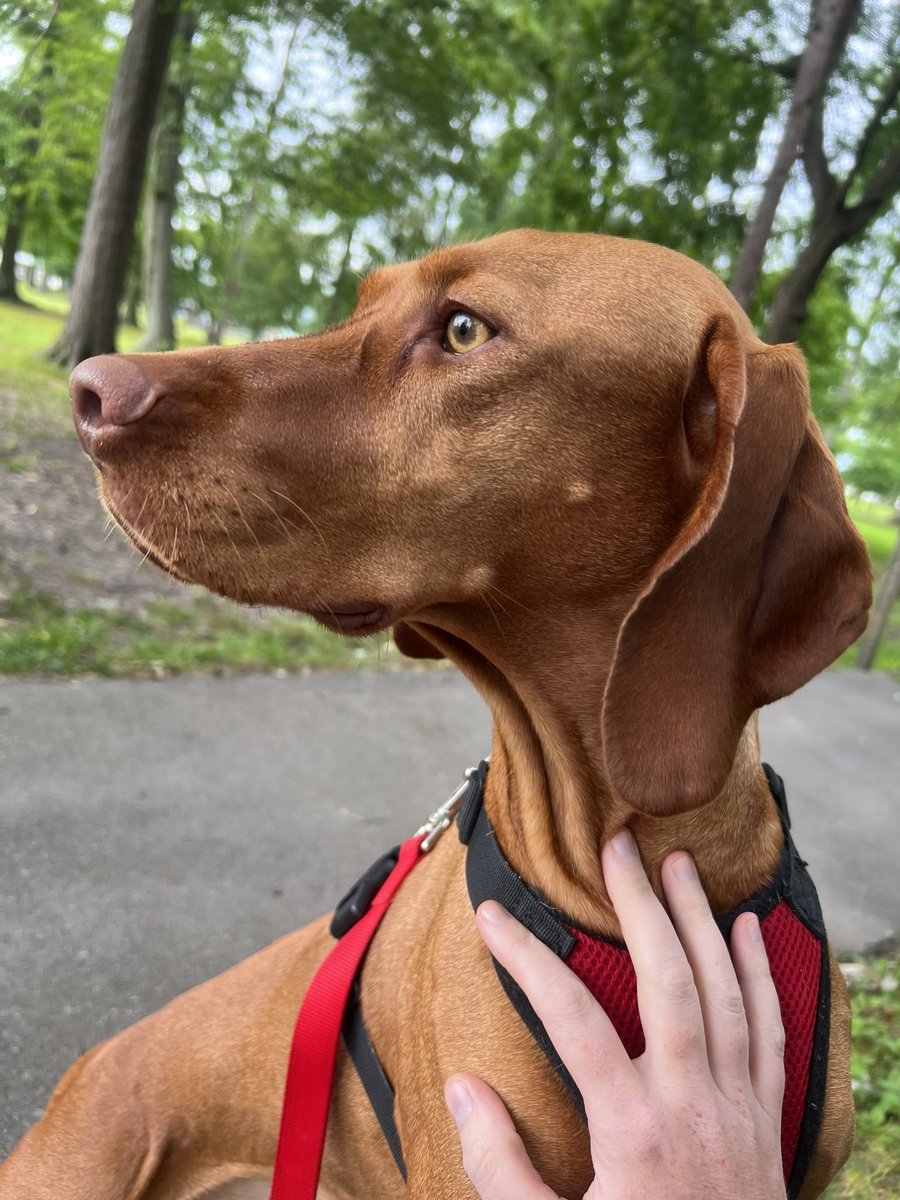 Lots of squirrels in the park this AM 🐿️ #vizsla #dogsarefamily
