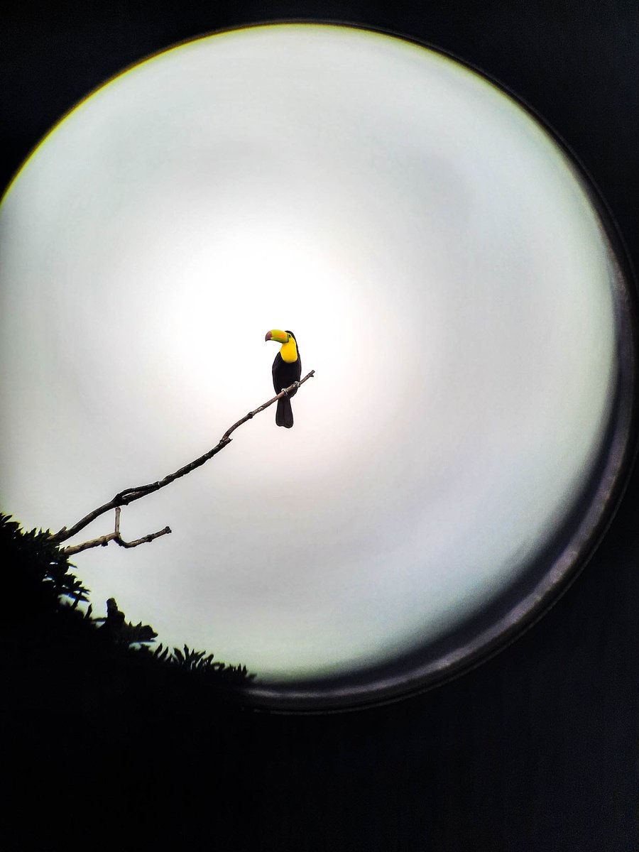 Beyond the binoculars, a colorful Keel-Billed Toucan 🌿

#chaacreek #belize #wildlycivilized #birding #travelbelize