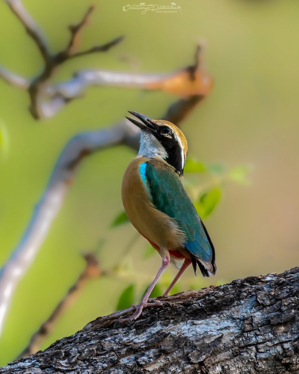Stretching to New Heights on #YogaDay! Even the Indian Pitta can't resist striking a pose and embracing the zen vibes. Let's celebrate the harmony of body and nature, finding balance in the most unexpected places. Namaste, feathered yogi 
#YogaDay #Yogi #wildlife #melghat