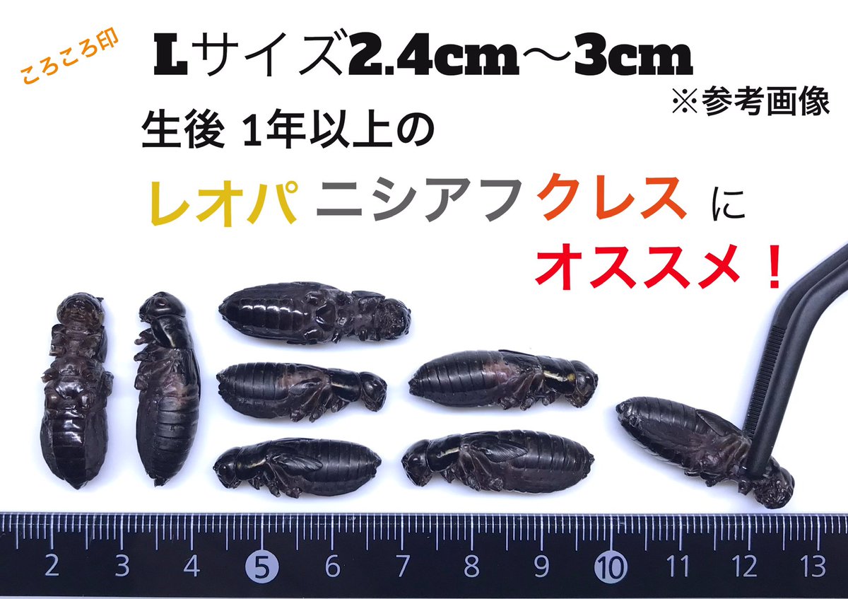 【第29回】🦗プレゼント企画🎁
あの冷凍クロコL50g～500gまでを10名様にプレゼント🦾数字当選はbase10%OFFクーポンをプレゼント致します☝️
【参加方法.参加条件】
1.このアカウントをフォロー
2.このツイートをリツイート
3.このツイートに1～9のリプライ
※6月28日22時00分締め切り
　送料無料