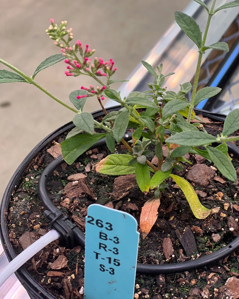 Ohio State Horticulture and Crop Science tweet media