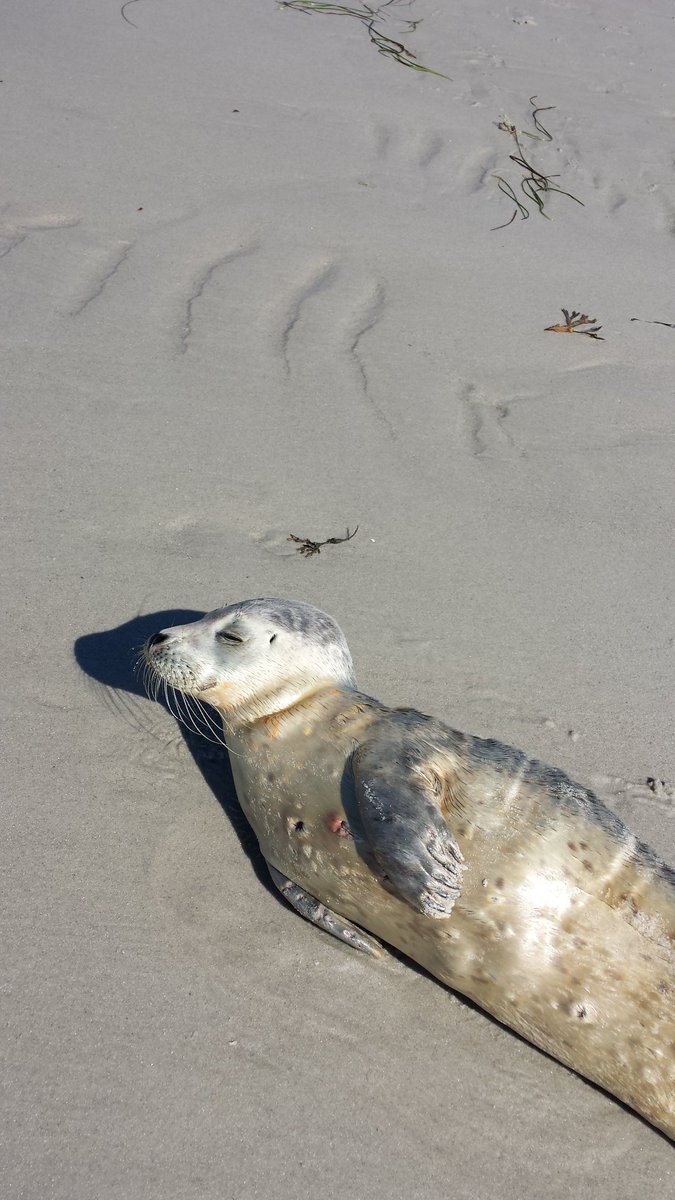 Good morning from #CapeCod #Massachusetts and a sunbathing seal.