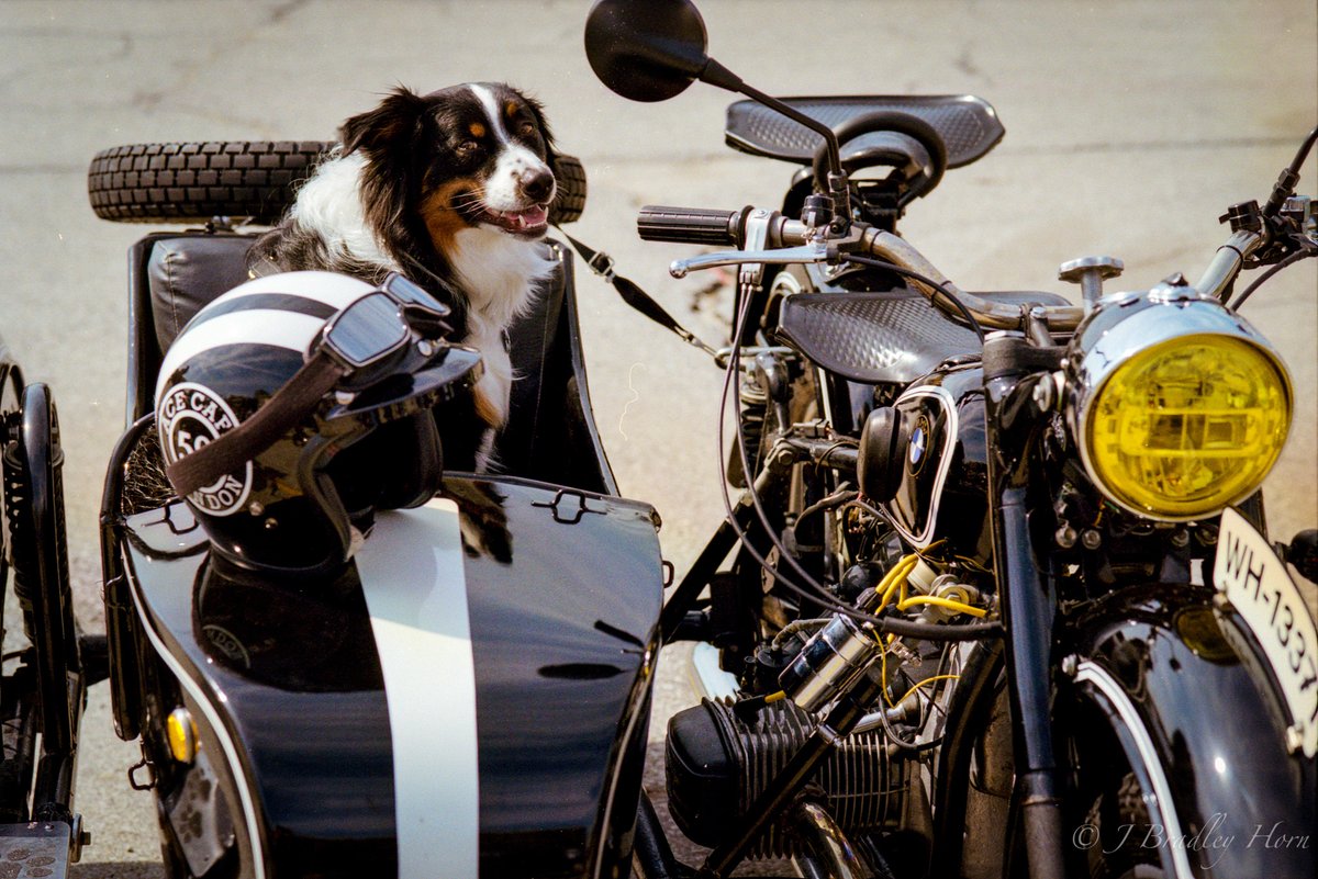 A dapper dog from Des Moines, captured during the 2023 Distinguished Gentleman's Ride. 

🌎 Des Moines, United States
📸 J. Bradley Horn