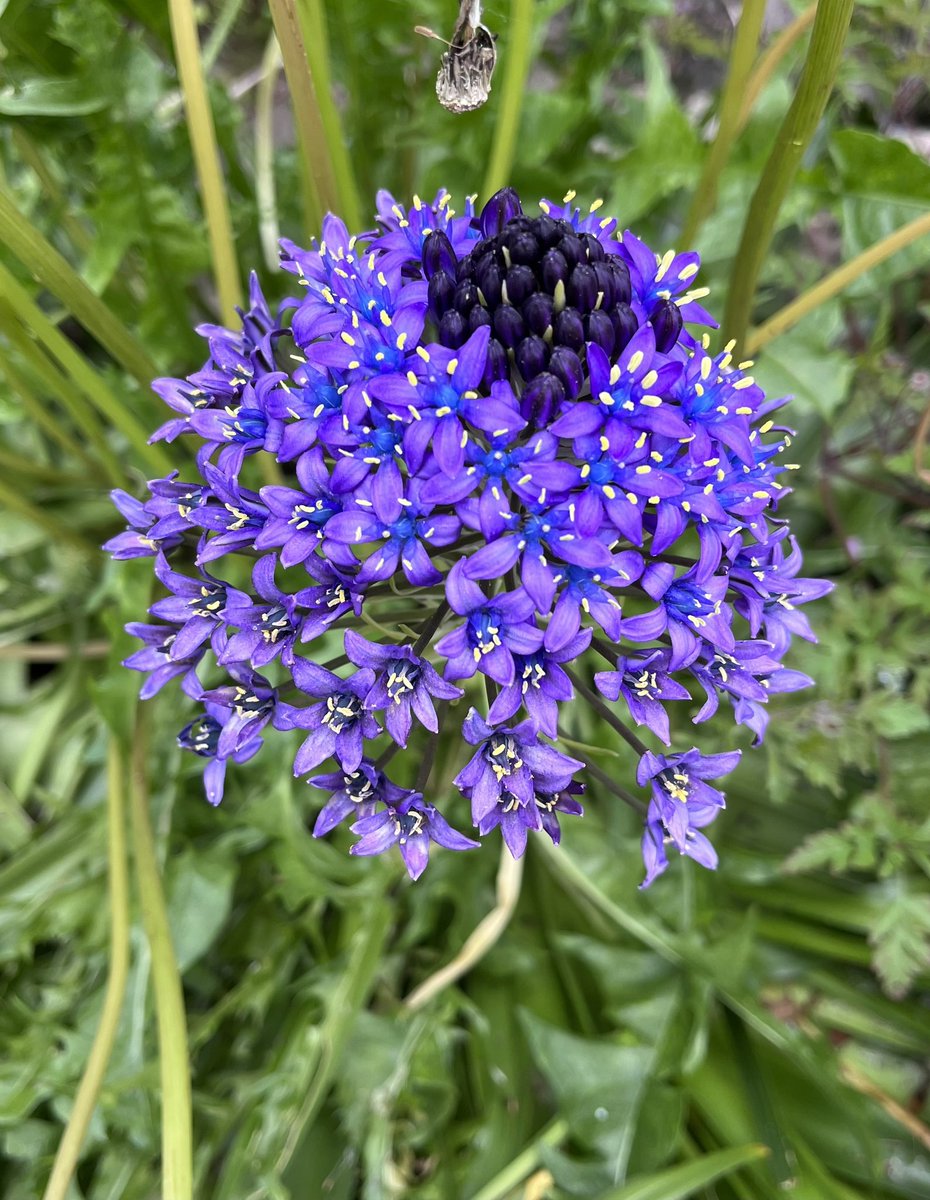 mygardentalkst1's tweet photo. At my son/partner/granddaughter’s house a couple of months ago, I noticed this Scilla Peruviana in an unkempt bed. They’d only just moved in & garden had been left for years. Went back today to start gardening & dug up the Scilla … 40+ bulbs underneath!
#bonus #Scillafest 😀👍🏼 https://t.co/jISmgDoynU