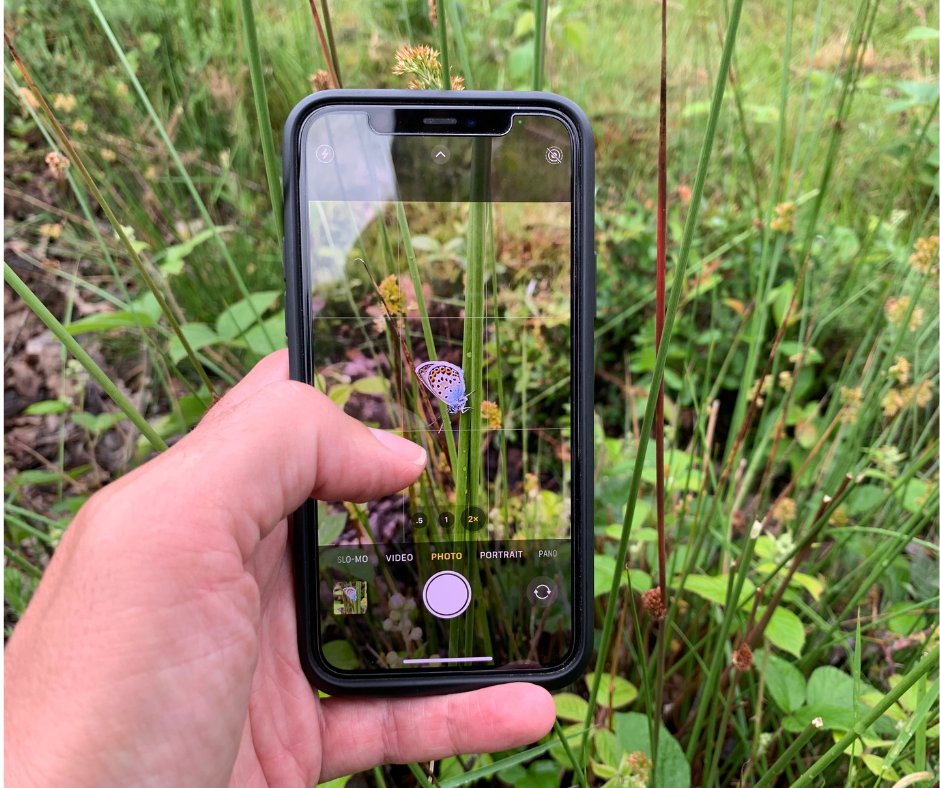 TBHPartnership's tweet photo. It's both #InsectWeek and a great time to spot the totally amazing Silver-studded Blue butterflies flying on our heathlands! For more information on what to look out for and how to submit a record, visit https://t.co/A3869voC2i
#SilverStuddedBlue #citizenscience @savebutterflies https://t.co/4GGHpu5FK4