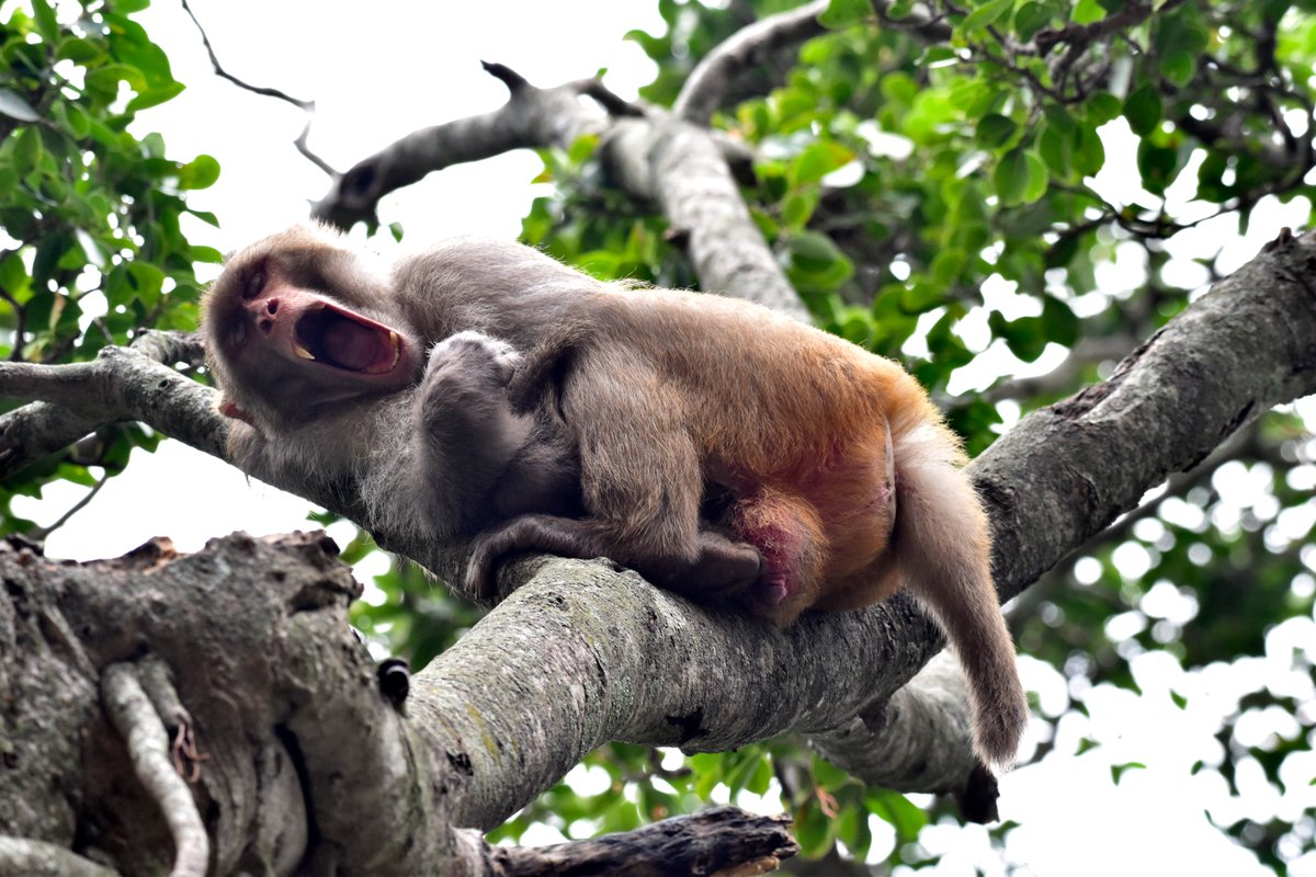 ShivaJmc12's tweet image. The Life #fatcs 
Before and after #Yoga 
#funnywildlife!

#Macacamulatta @pargaien @UKNikon #indiaves @Natures_Voice @BBCEarth #ThePhotoHour #BBCWildlifePOTD @AnimalPlanet @DiscoverKorea_ @WildlifeMag @NatGeoIndia @NatGeoMag @NikonUSA @NatGeoEducation @Discovery #nikoncreators