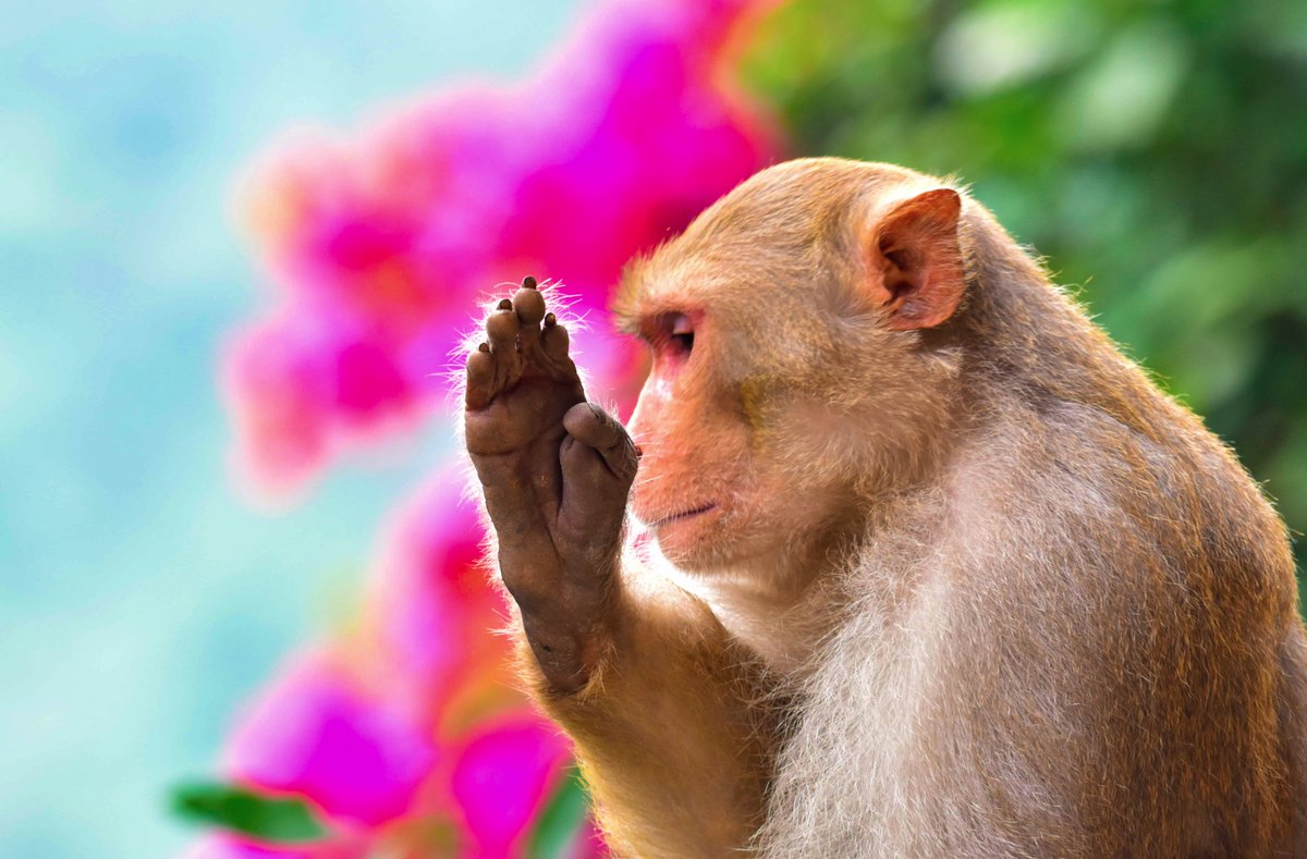 ShivaJmc12's tweet image. The Life #fatcs 
Before and after #Yoga 
#funnywildlife!

#Macacamulatta @pargaien @UKNikon #indiaves @Natures_Voice @BBCEarth #ThePhotoHour #BBCWildlifePOTD @AnimalPlanet @DiscoverKorea_ @WildlifeMag @NatGeoIndia @NatGeoMag @NikonUSA @NatGeoEducation @Discovery #nikoncreators