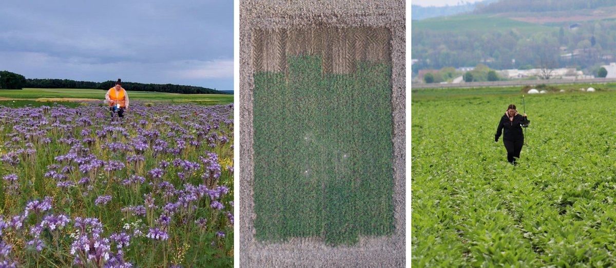 naturealexk's tweet photo. In ihrem Anbauversuch am Ihinger Hof erfasst sie #Wildbienen🐝, #Tagfalter🦋, #Laufkäfer🪲 mit netting, pitfall-traps und pan-taps. Mittels #soundscaping erfasst Sie die Vogelvielfalt im Feld🐦 https://t.co/yS6dlOnjij