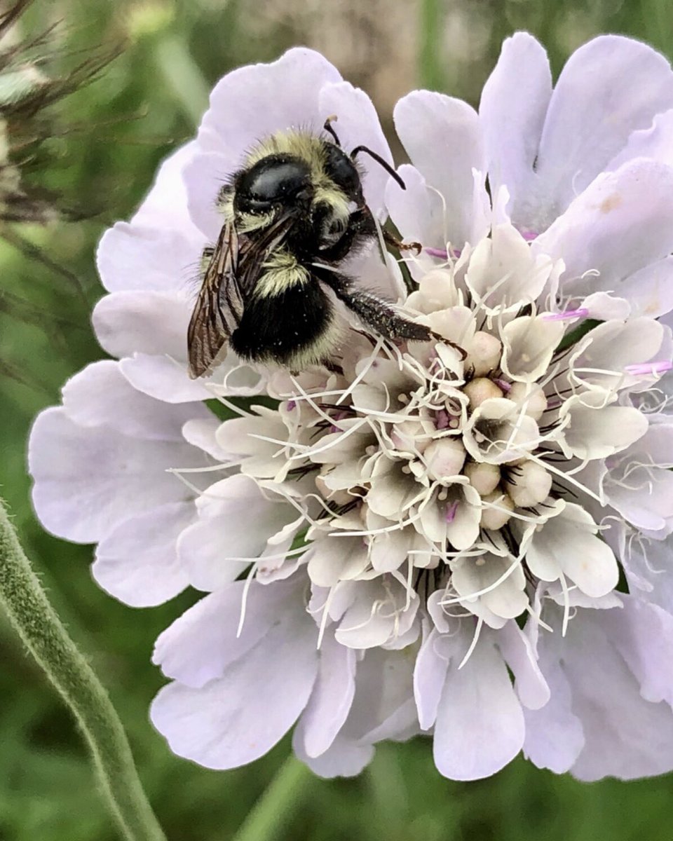 A black-tailed bumble bee relaxing on a Scabiosa columbaria ‘Giga Silver’. Have a happy #SummerSolstice2023. #mygarden #InsectWeek23 #GardeningTwitter
