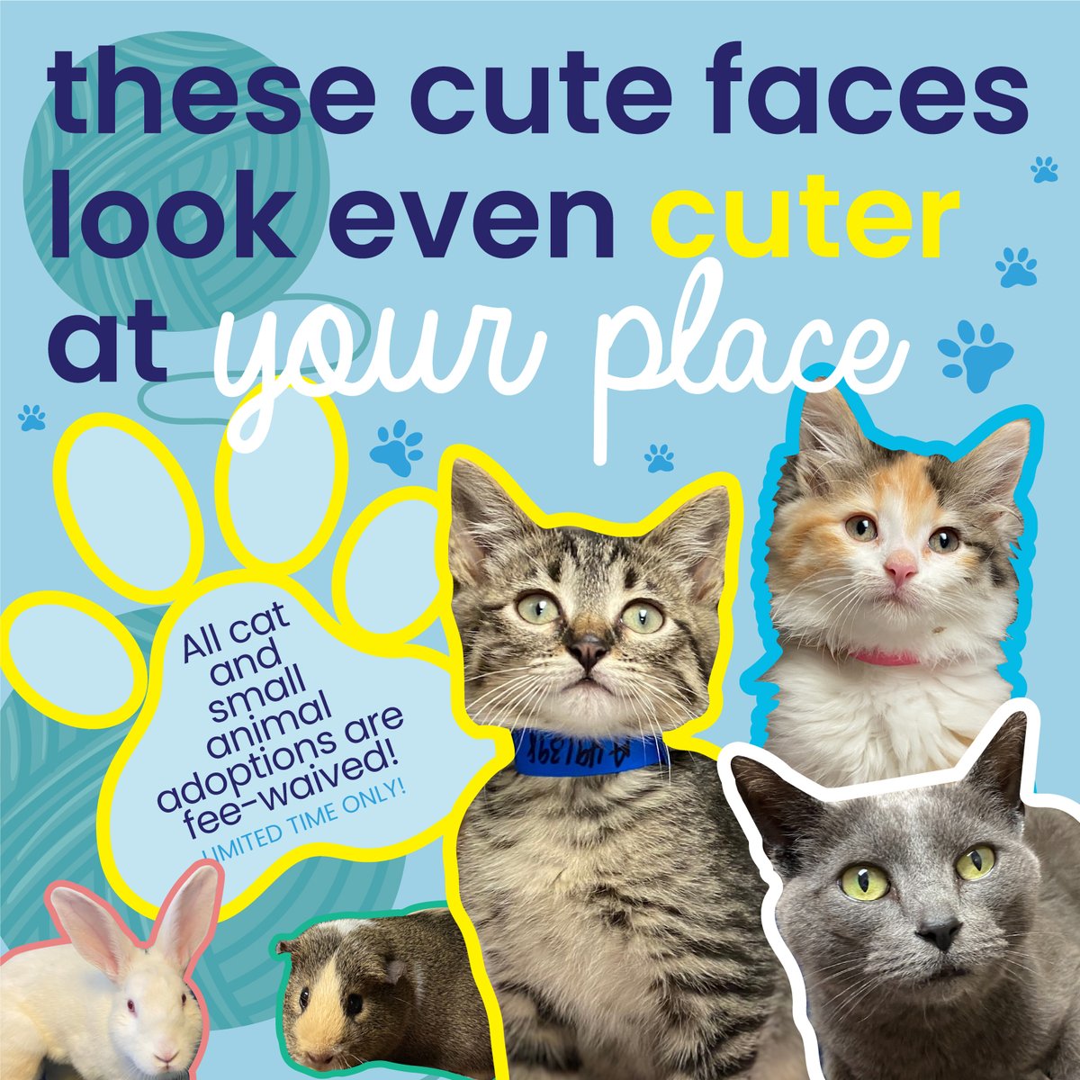 FWAnimalControl's tweet image. Happy first day of summer! Celebrate by adopting your new best friend. 

All cats, kittens, rabbits, and guinea pigs currently have their adoption fees waived! 

Learn more about our adoption process and view all available animals on our website: cityoffortwayne.org/adopt.html