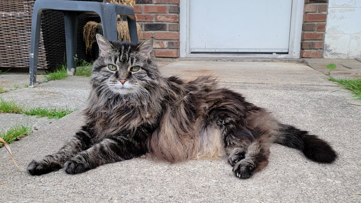 Happy 19th birthday to Little Girl!!!! 
A little old age doesn't stop this lady from having fun.
#CatsOfTwitter 
#HAPPYBIRTHDAY