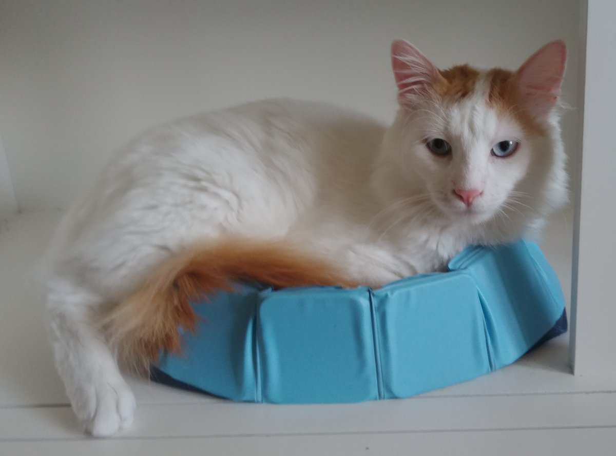 This bed is actually a pool for cat toys. When there is no water in it, I like to lie in it. I just have to share it with my mother Tulpan. Amanor and maybe also my father Safir are really too big.
#TurkishVanCats #CalicoCrew #CatsOfTwitter