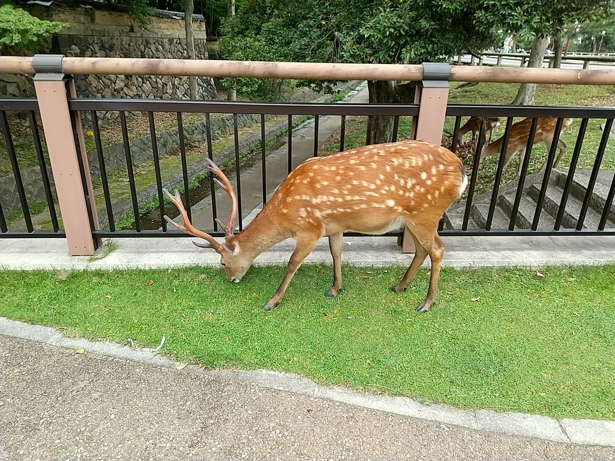 #興福寺 #猿沢池
#奈良の鹿