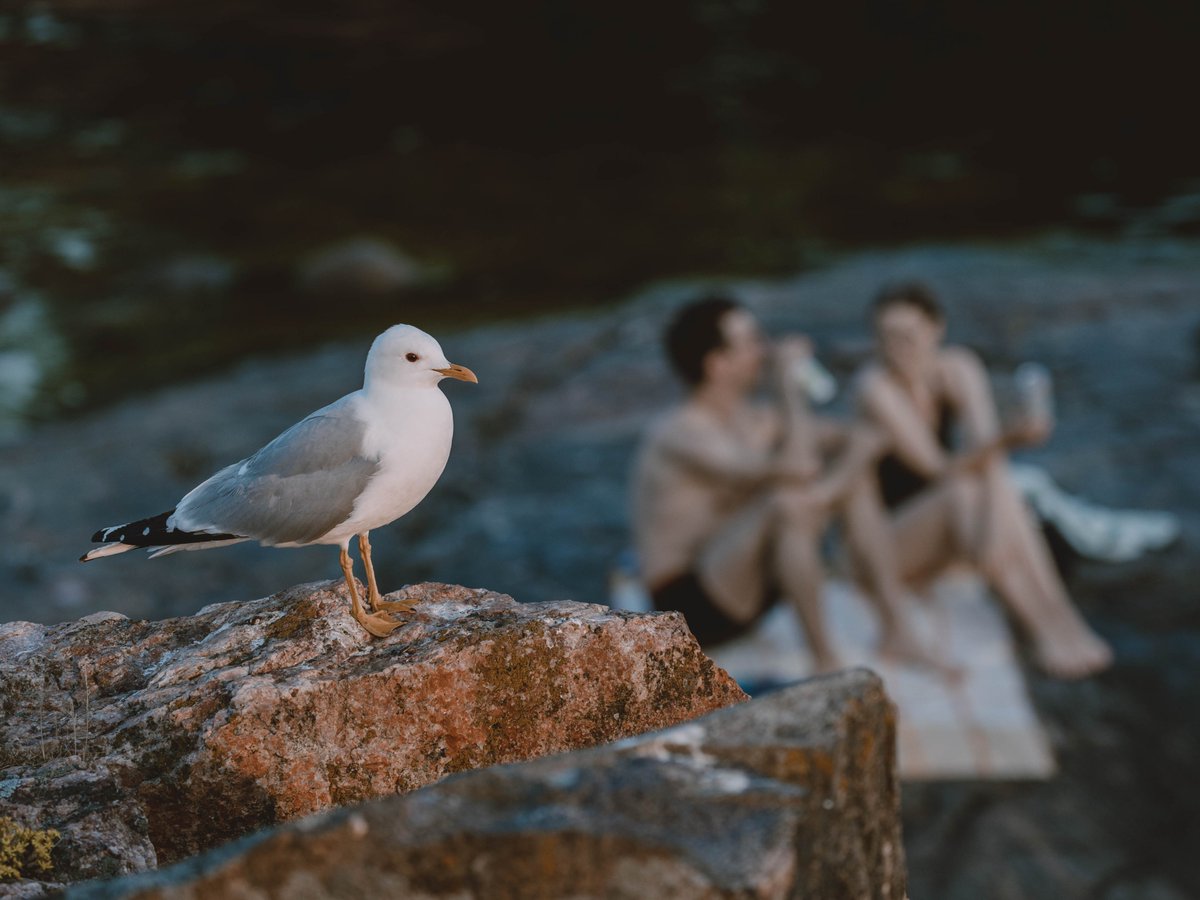 AlexanderPopkov's tweet photo. In Finland, you can't even blink without a seagull eyeing your plate. 
#Finland https://t.co/GK9t13BH7a