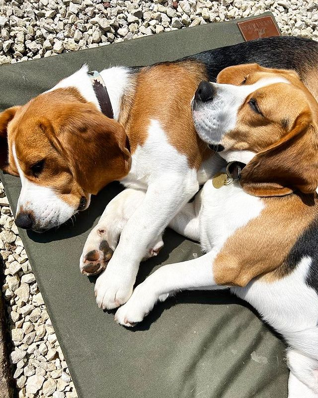 Beagle Addict tweet media