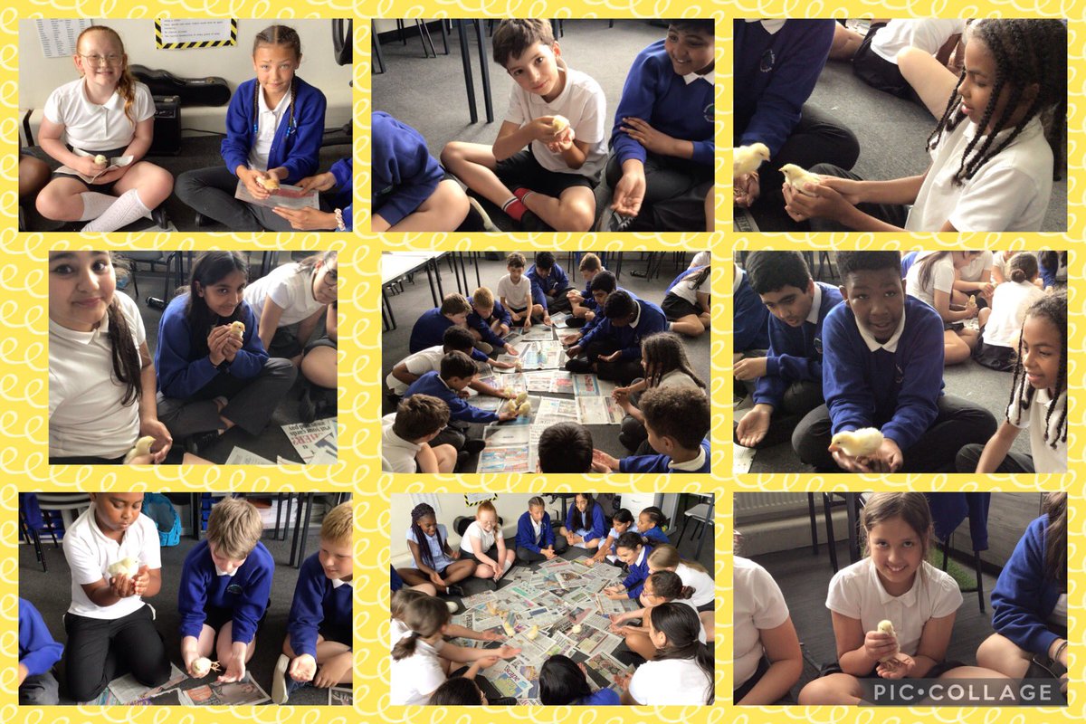 ReinwoodJuniors's tweet photo. #RJS5W have been spending some quality time with our increasingly feathered friends.
As our chicks reach the ripe old age of 1 week old, they are developing some fine feathers on their wings, in place of their down.
#RJSScience
π€π€π€π€π€π€π€π€π€π€ https://t.co/nrdE13XrTz