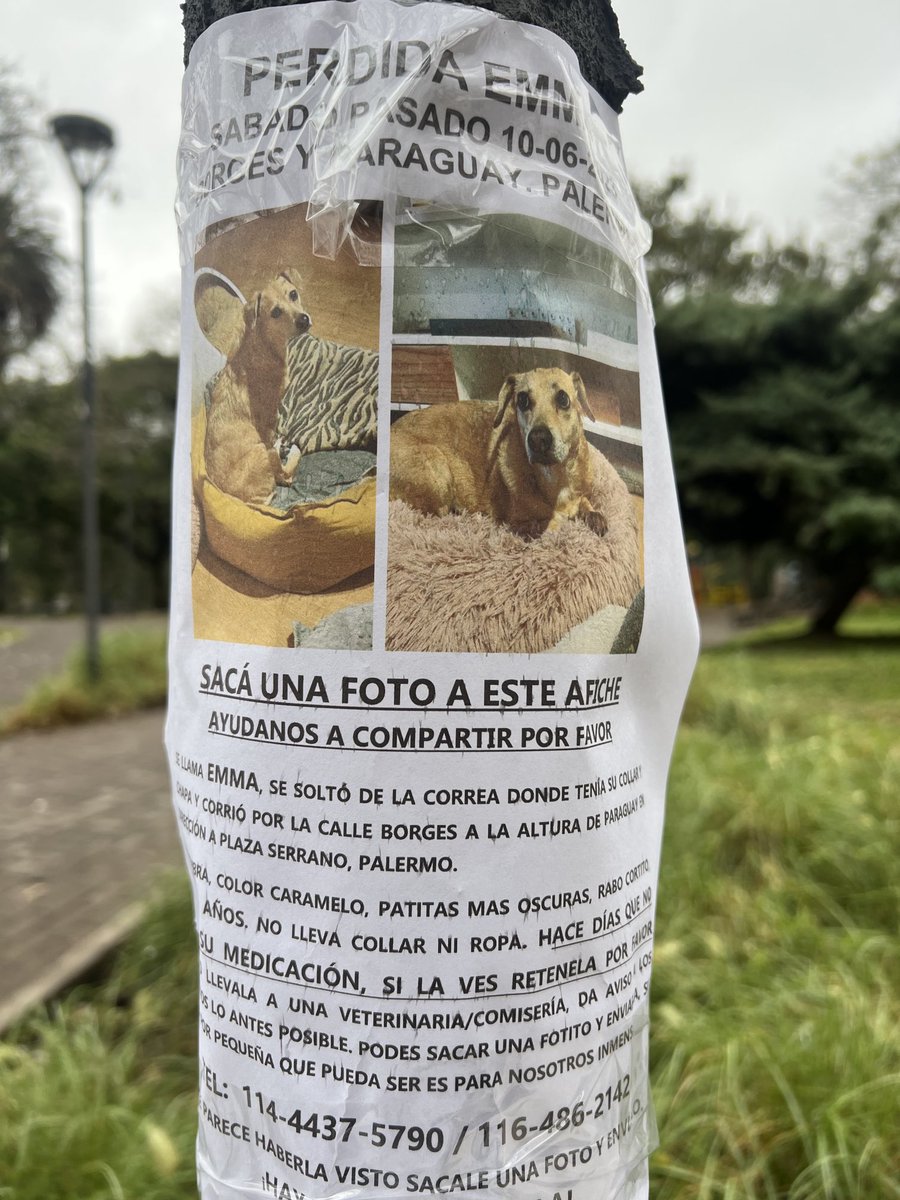 salvinamusica's tweet photo. Emma se perdió cerca del parque Las Heras. Necesita medicación.
Rt por favor https://t.co/gMnkgtjLcq