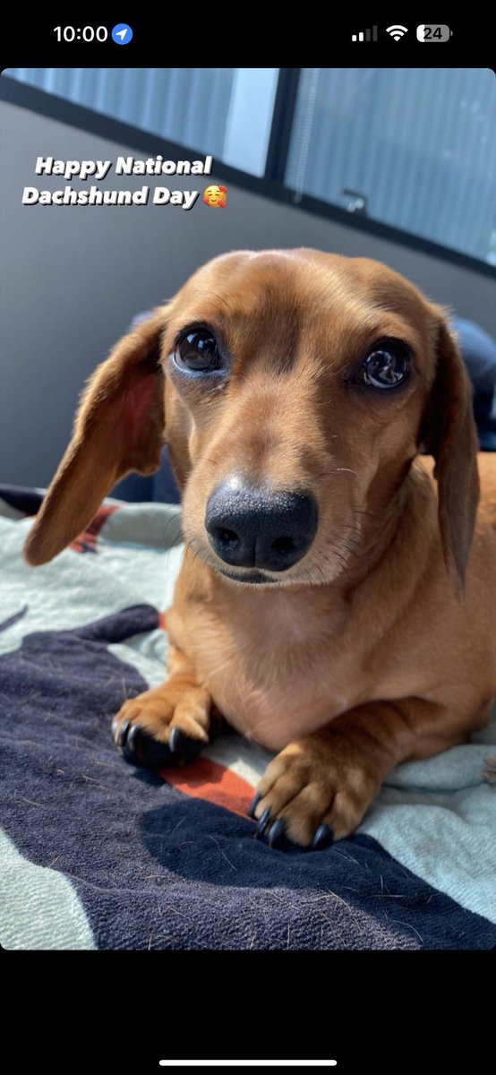 Happy National Dachshund Day to our little Bebe 💙🐶🌭 📸 : <a href="/SlapMyWhale/">moved to bluesky</a> #nationaldachshundday #Dachshund #Dachshunds