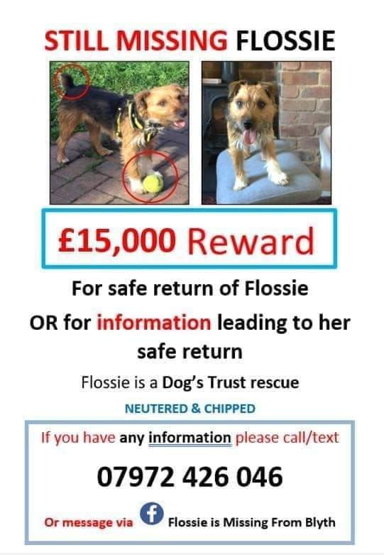 PDRescue's tweet photo. There are lots of dog shows, fetes etc on at the moment. Please keep an eye out for @FindFlossie, &amp; please join:
 https://t.co/BQAqEtJVmJ

If you've innocently adopted Flossie, it's not too late to do the right thing!

#dogsoftwitter #dogtwitter #FindFlossie #SummerSolstice https://t.co/g4c201jPH1