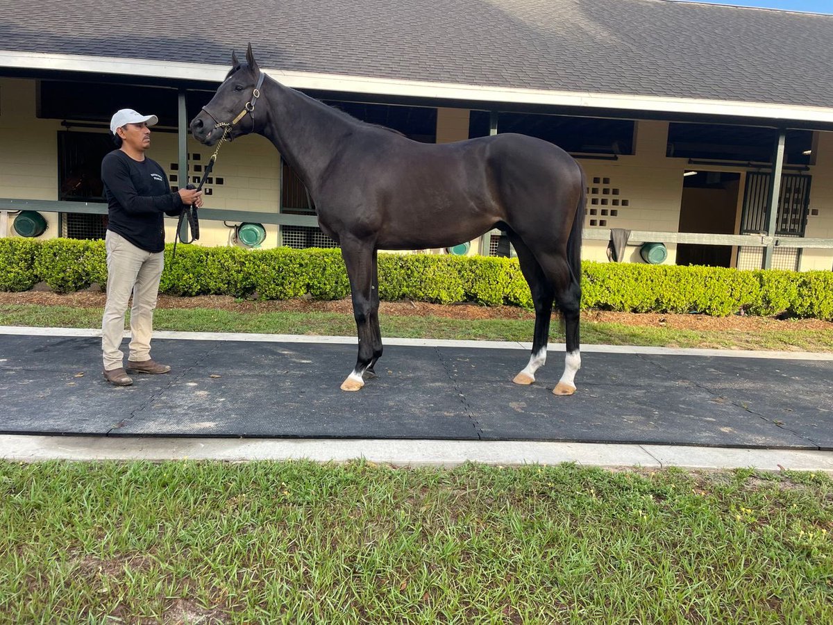 SarahHorsegirl's tweet photo. Secret Crush Update
Our 2-year-old colt was cleared to return to training. He is currently jogging two miles daily  #CandyRidecolt #MyRacehorse https://t.co/bECD3M1CHT