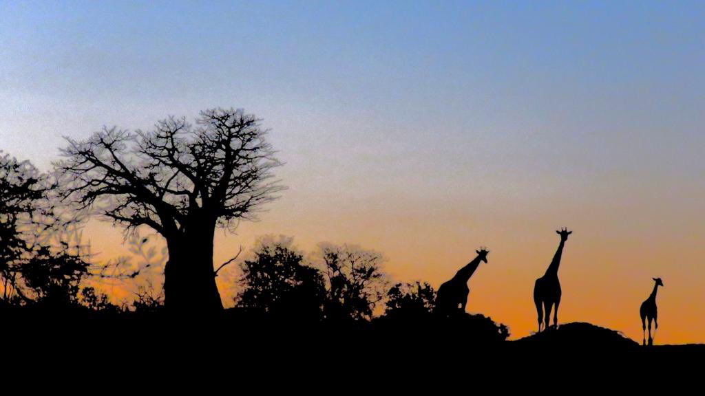 #WorldGiraffeDay 

Giraffes have lost more than 90 per cent of their habitat - areas of intact wilderness where they can roam freely. Habitat loss and fragmentation are two of the main reasons why the giraffe is listed as vulnerable on the IUCN Red List of Threatened Species.