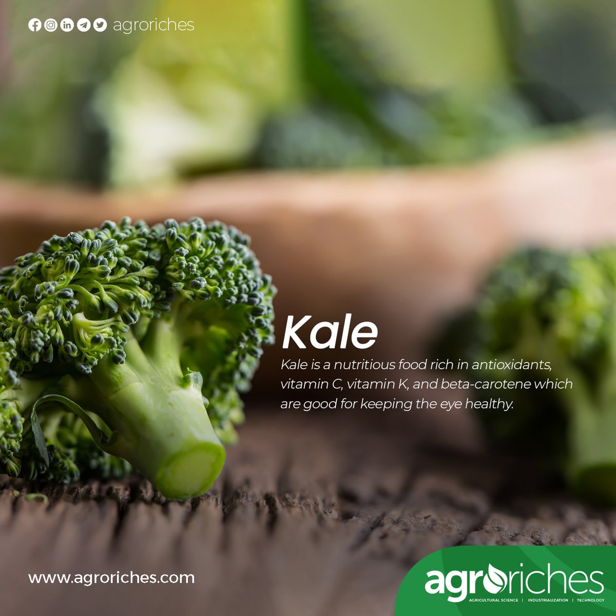 Kale is a nutritious food rich in antioxidants, vitamin c, vitamin k and beta-carotene.
visit our website agroriches.com to read more

#africa #market #crops #industry #fruits #solution #agriculture
#agroriches #ghana #trade #watermelon #benefits
#facts #health #help