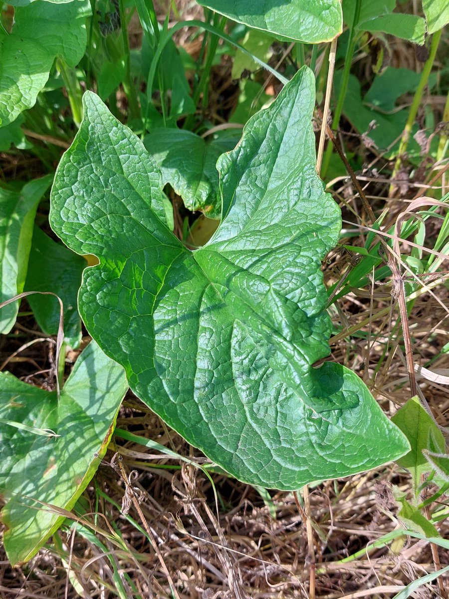 LeyshonOwen's tweet photo. Took an opportunity this morning to go and see if the Good King Henry (Blitum bonus-henricus) plant was still present outside an old farm building near Maidstone, Kent

Found by @LemonStephen last year

A rare plant in South East England now - after a major decline 

@BSBIbotany https://t.co/iqIUpcaCP0