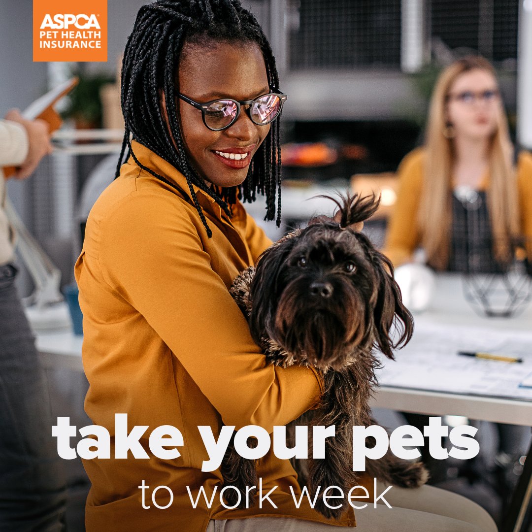 Have you ever taken your pet to work with you? 💼📝 Happy #TakeYourPetsToWorkWeek! 

#WorkLifeBalance #PetsAtWork #ASPCAPetInsurance