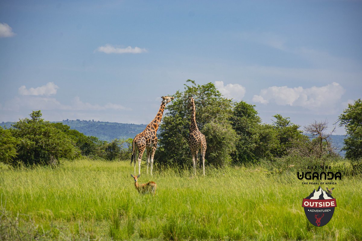 HAPPY GIRAFFE DAY 

#giraffes #ExploreUganda #explorenorth
