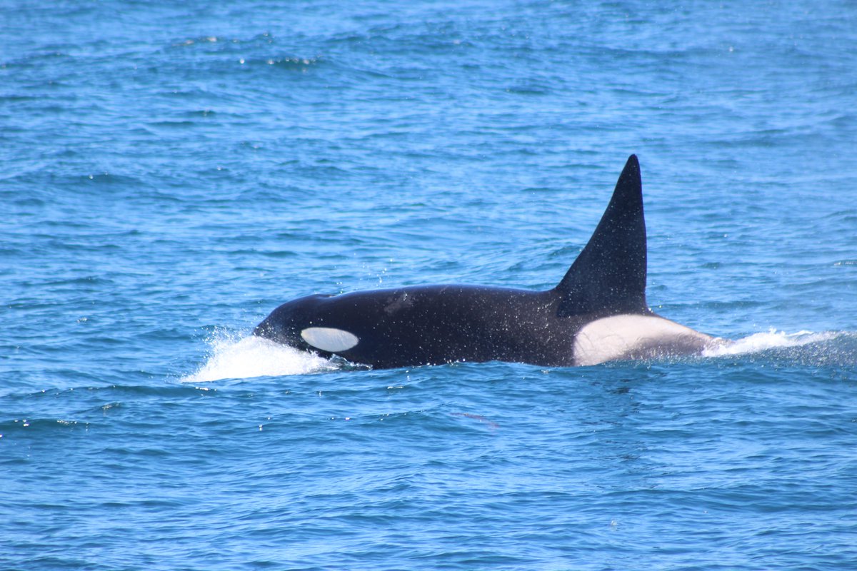 Pictures taken for and with Monterey Bay Whale Watch and the California Killer Whale Project.

Here's a very handsome boy, CA50B 'Jimmy'! My first day on the water, and we got Killer Whales! #mammalwatching