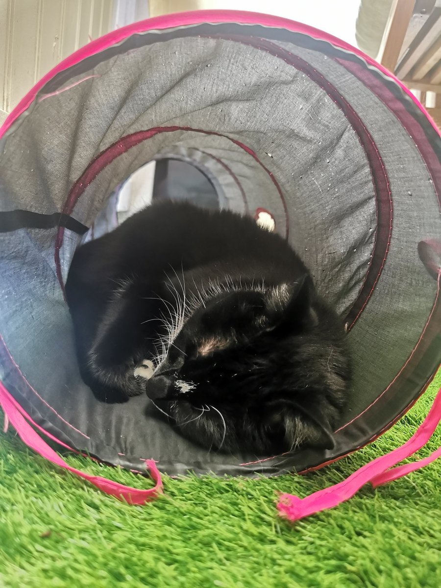 Snoozing in my tunnel...

#CatsOfTwitter #TheCatsWeTweet #blackcatsrule #panfursquad

#Hedgewatch will be done later.