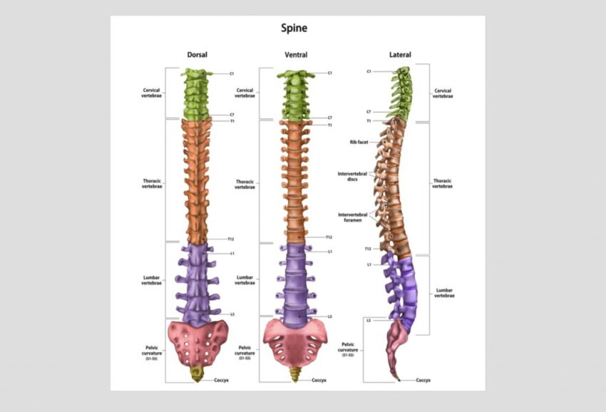 surudge's tweet photo. with every smart chair commercial, I'm convinced the smart chart industry does not know where the lumbar is https://t.co/Q3zEI59jZv