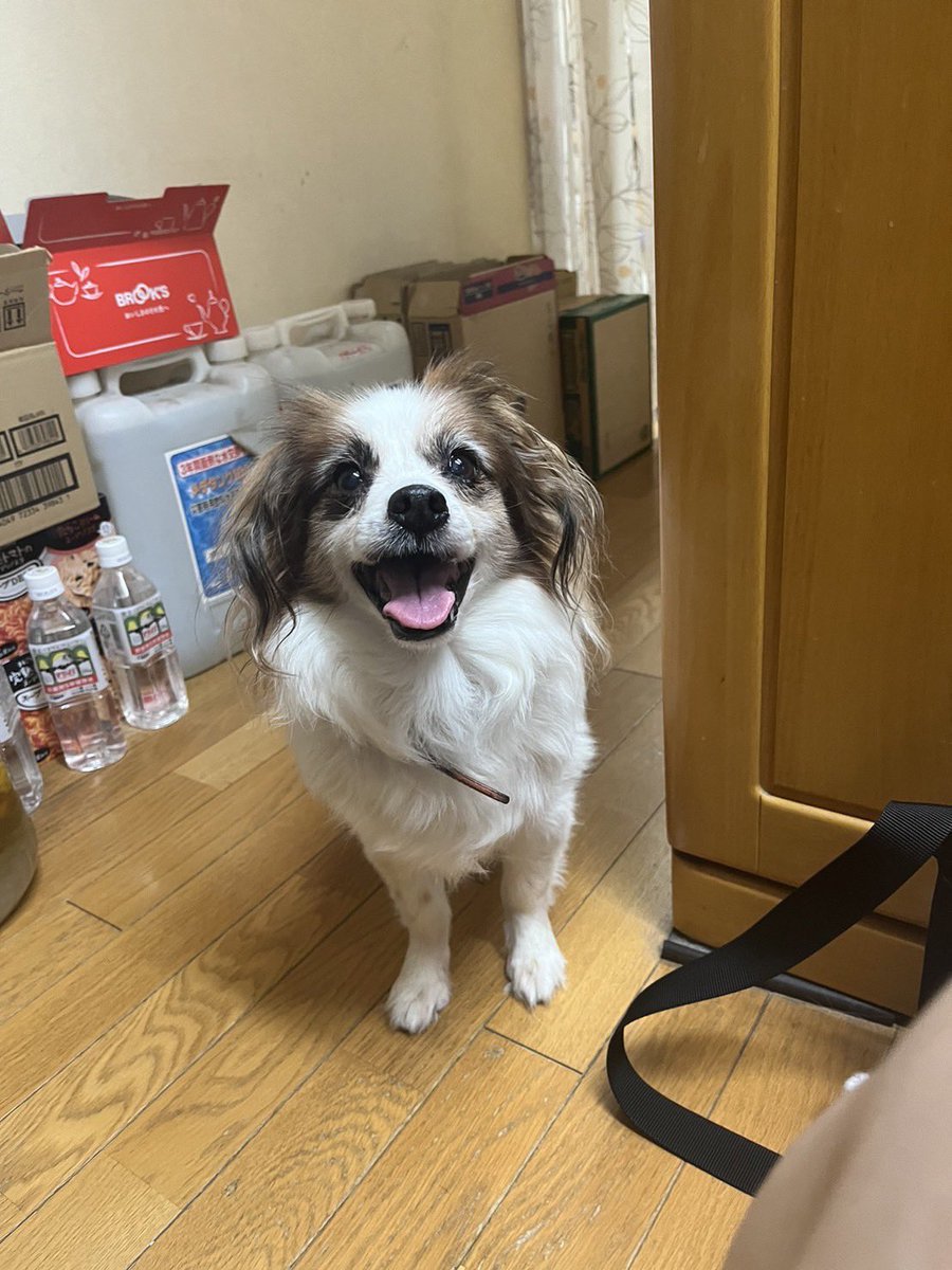 yon_go_yon_chan's tweet photo. 保護団体から引き取った日と今と比べると本当に表情が変わったなと思います。

人間に酷いことをされてもなお、よくここまで心を開いてくれたと思います。
ヨンちゃん、これからもよろしくね！

#パピヨン
#保護犬 https://t.co/4QdaMi6TvT