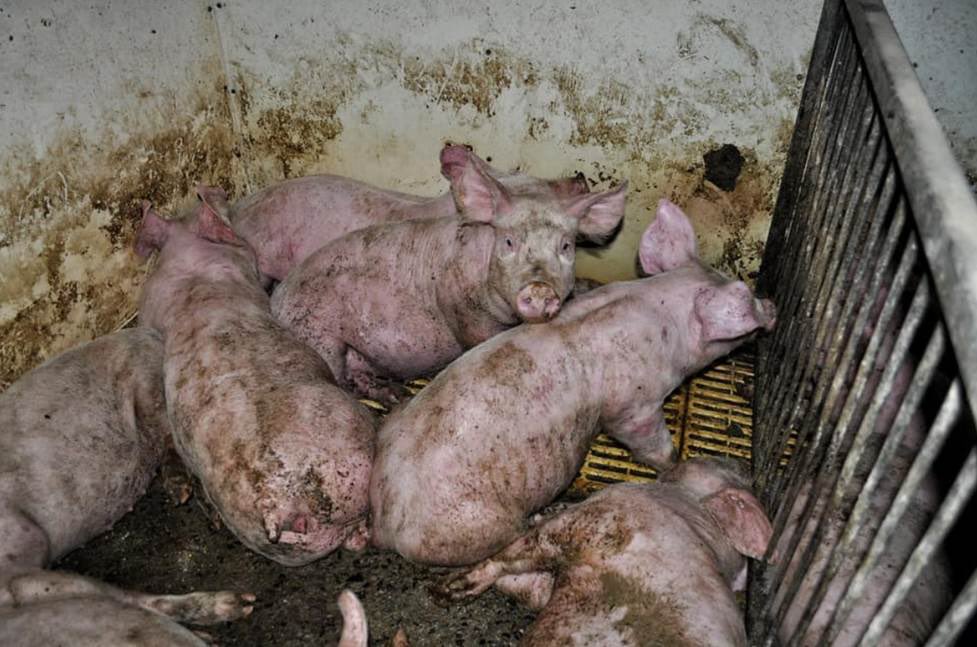 Canadians broke into a pig factory farm to show how bacon starts out. They were just sentenced. Show their picture please to anyone who still eats pig parts: