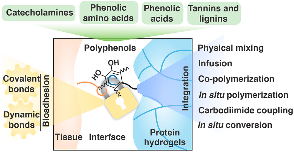Paul Weiss (@pswnano) on Twitter photo Our forward-looking review on bioadhesives bit.ly/BioAdhAMR23 is out in Accounts of #Materials Research & #openaccess #editors choice <a href="/ACSPublications/">ACS Publications</a>, led by <a href="/h_montazerian/">Hossein Montazerian</a> w/ <a href="/nasimannabi/">Nasim Annabi</a> <a href="/khademh/">Ali Khademhosseini</a> #nano #bioengineering Our forward-looking review on bioadhesives bit.ly/BioAdhAMR23 is out in Accounts of #Materials Research & #openaccess #editors choice <a href="/ACSPublications/">ACS Publications</a>, led by <a href="/h_montazerian/">Hossein Montazerian</a> w/ <a href="/nasimannabi/">Nasim Annabi</a> <a href="/khademh/">Ali Khademhosseini</a> #nano #bioengineering