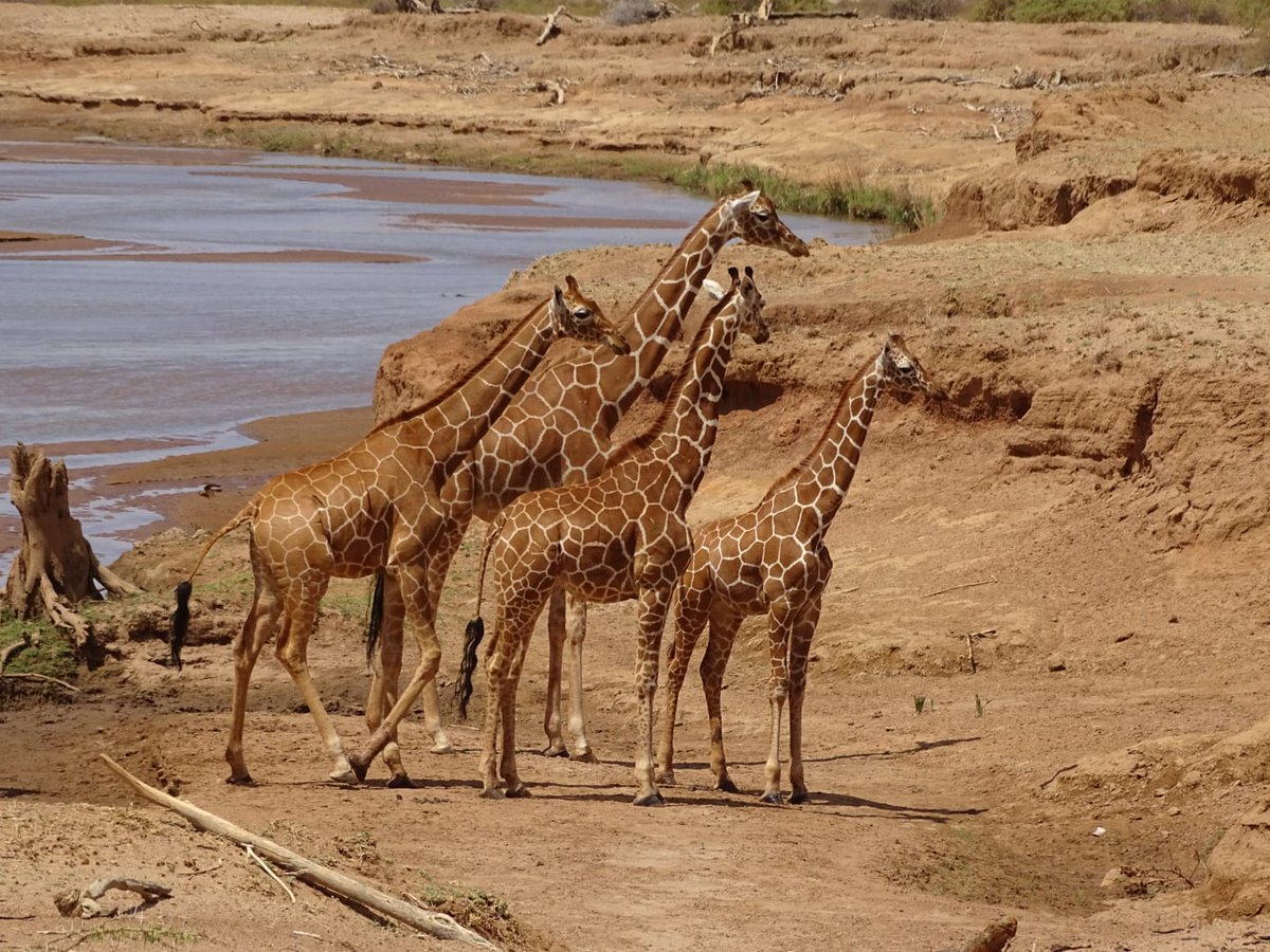 On this special day, we honor the unique beauty and gentle nature of giraffes. Happy World Giraffe Day!

Photo Credit: Caleb Maina

For bookings & more information please contact us ⬇️
email: info@4x4safaris.com or visit 4x4safaris.com
.
.
.
.
.
#4x4adventures #4x4adv