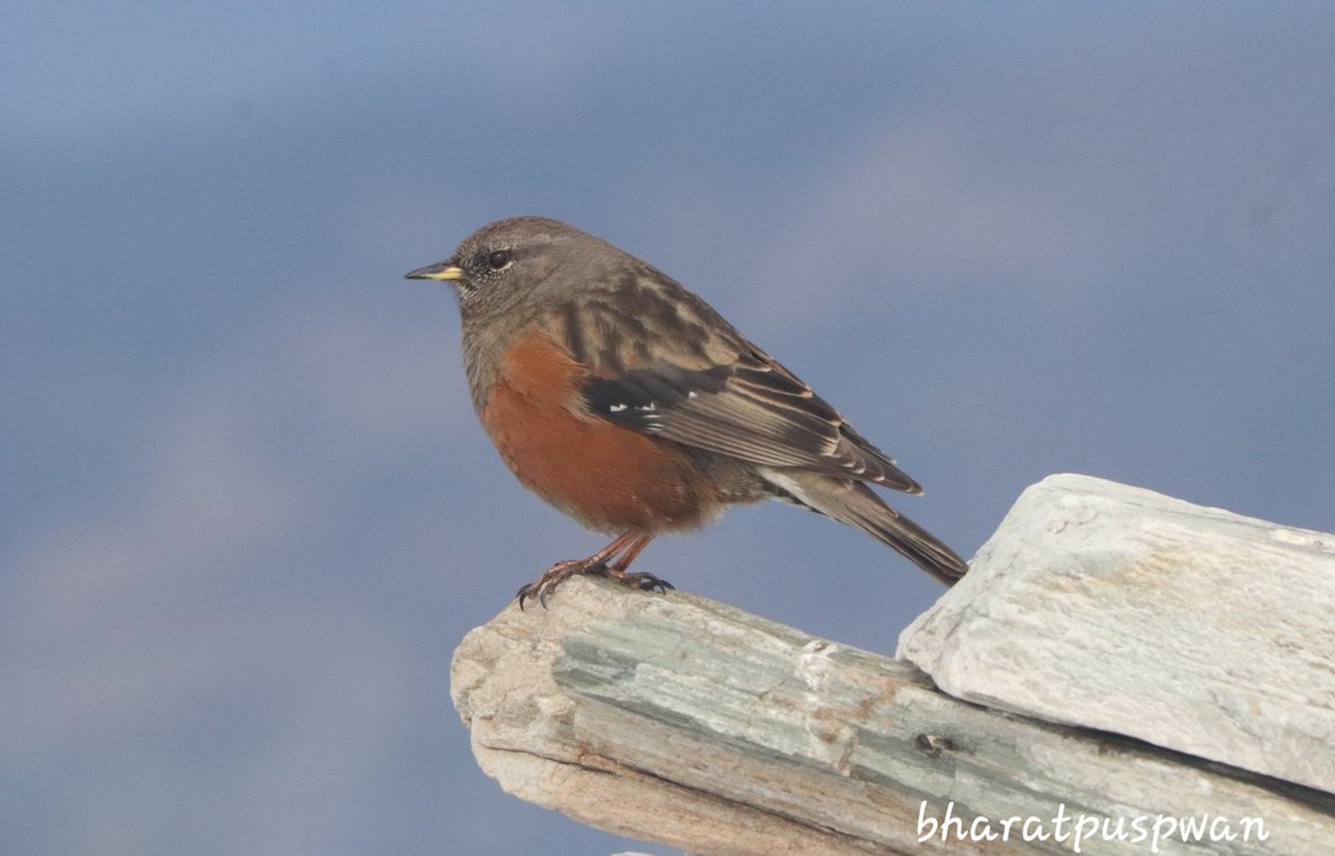 Alpine Accentor 
on edge at chandrashila peak
stay connected with us explore wildlife birds from around chopta valley with us on this winter season