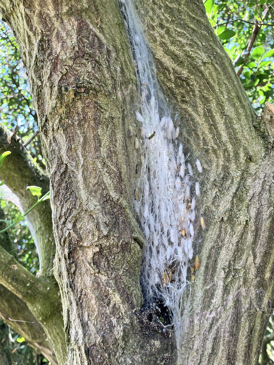 Heeeeel veel vlindertjes of motjes komen hieruit denk ik. 
#vinetaduin #hoekvanholland #rupsen #vlinder #duinen