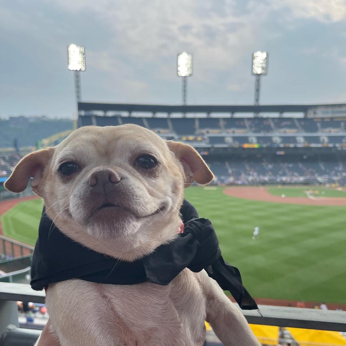 Great night out at the old ballgame!! Unfortunately our @PittsburghPirates didn’t win but we had a good time!!
🏴‍☠️
#AngelTheChug #AdoptDontShop #ChugsAndKisses #ChugsOfInstagram #ChugLife #RealChugsofVegas #PittsburghPirates #Pittsburgh #Pirates #LetsGoBucs #PupNights  #BullyMax