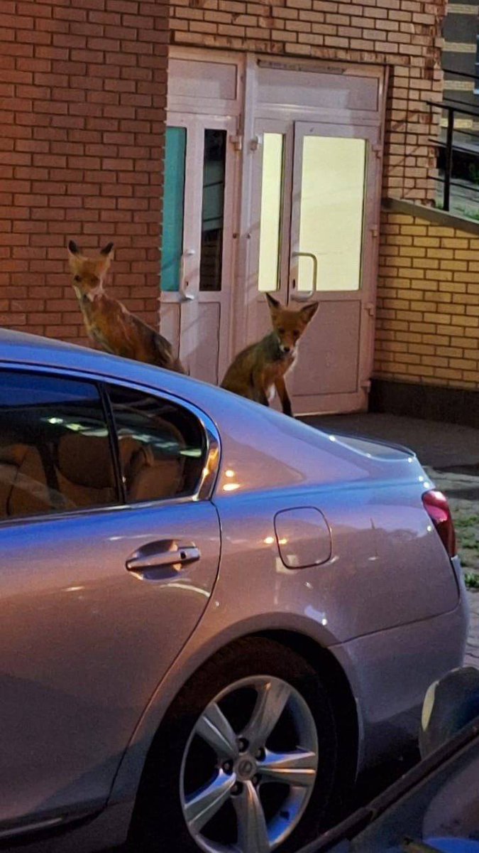 🦊 Молодые лисы атаковали микрорайон Сходня в Химках. Лисы забираются на машины, собираются на детских площадках, и даже покусали местного жителя.
Источник: t.me/moscowmap