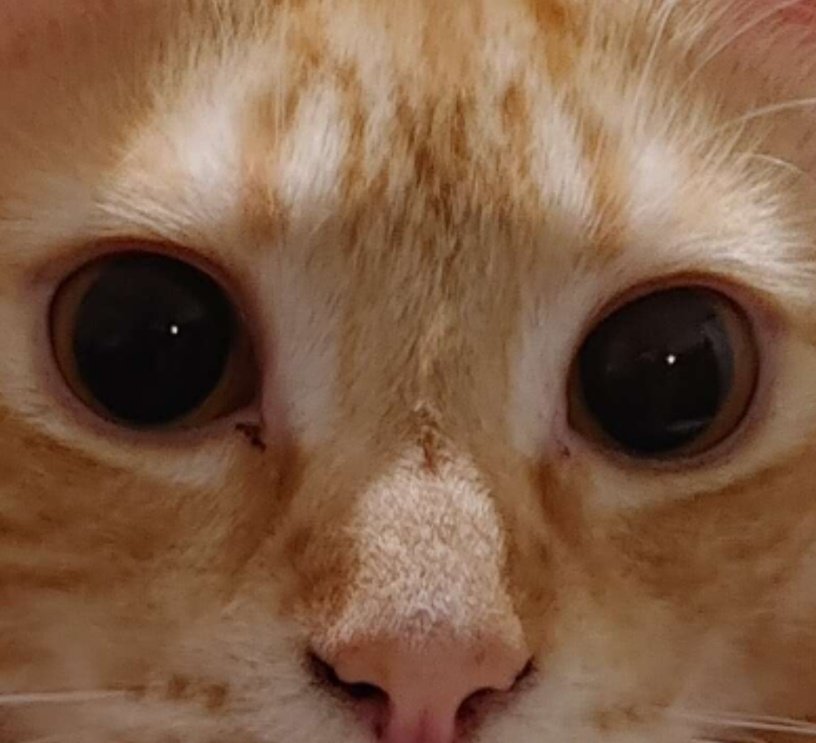 calvintheorange's tweet photo. @ferry_nesy @TheCatSenate Hi! 👋👋 https://t.co/AKN4PXGRpv