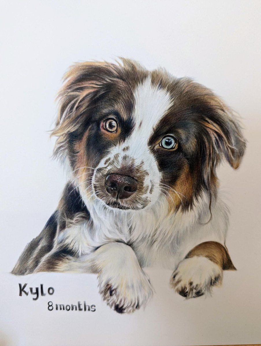 YeonKArt's tweet photo. Just finished this piece for a client. Meet Kylo.  https://t.co/aDwKEXGMHW #dogs #puppylove  #pets https://t.co/XFubTztTwq