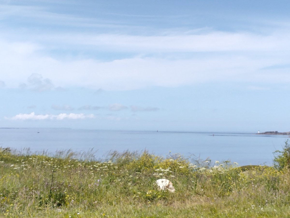 CornecMerlet's tweet photo. Un banc de dauphins en début d'après-midi. Je n'avais que mon téléphone qui est plutôt mauvais sur le gros plan 😏
#PointeSaintMathieu
#MerDiroise https://t.co/jbFtrqczFR