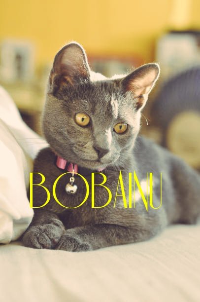 @CoinMarketCap I'm all the time into #bobainu @BobaInu my sweet Grey Cat 🐈‍⬛