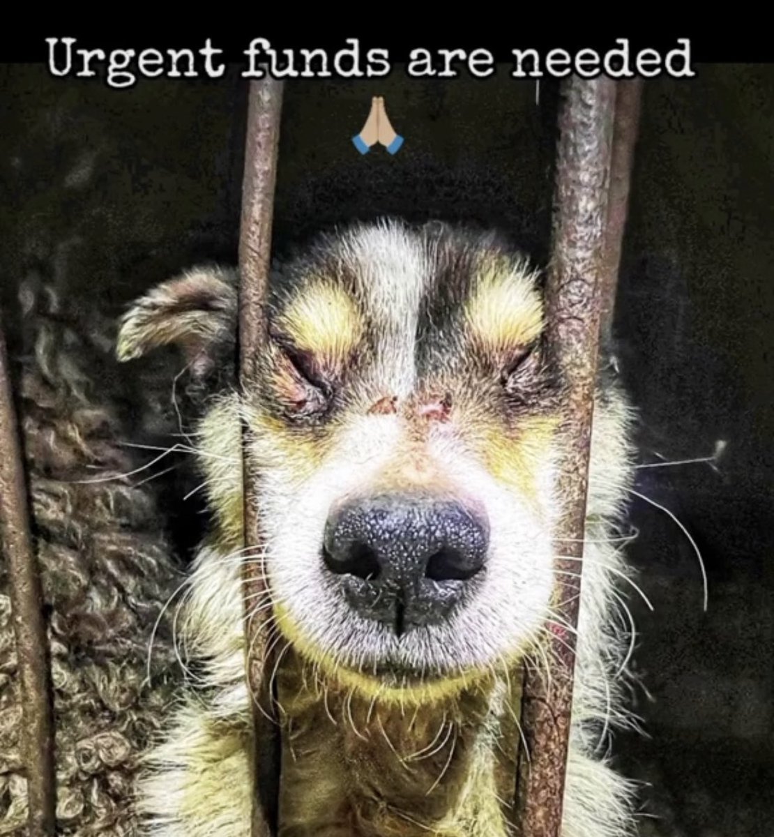 We are in active Rescue Response and will be keeping you all updated!! Thank you so much for your support. Together we can end this cruelty 🙏🏼

Please help 🙏🏻 bit.ly/NDLBSaveLives

#EndYulin #SaveDogs #EndTheCruelty #AnimalRescue #stopanimalcruelty #stopdogmeat #EndDogMeat