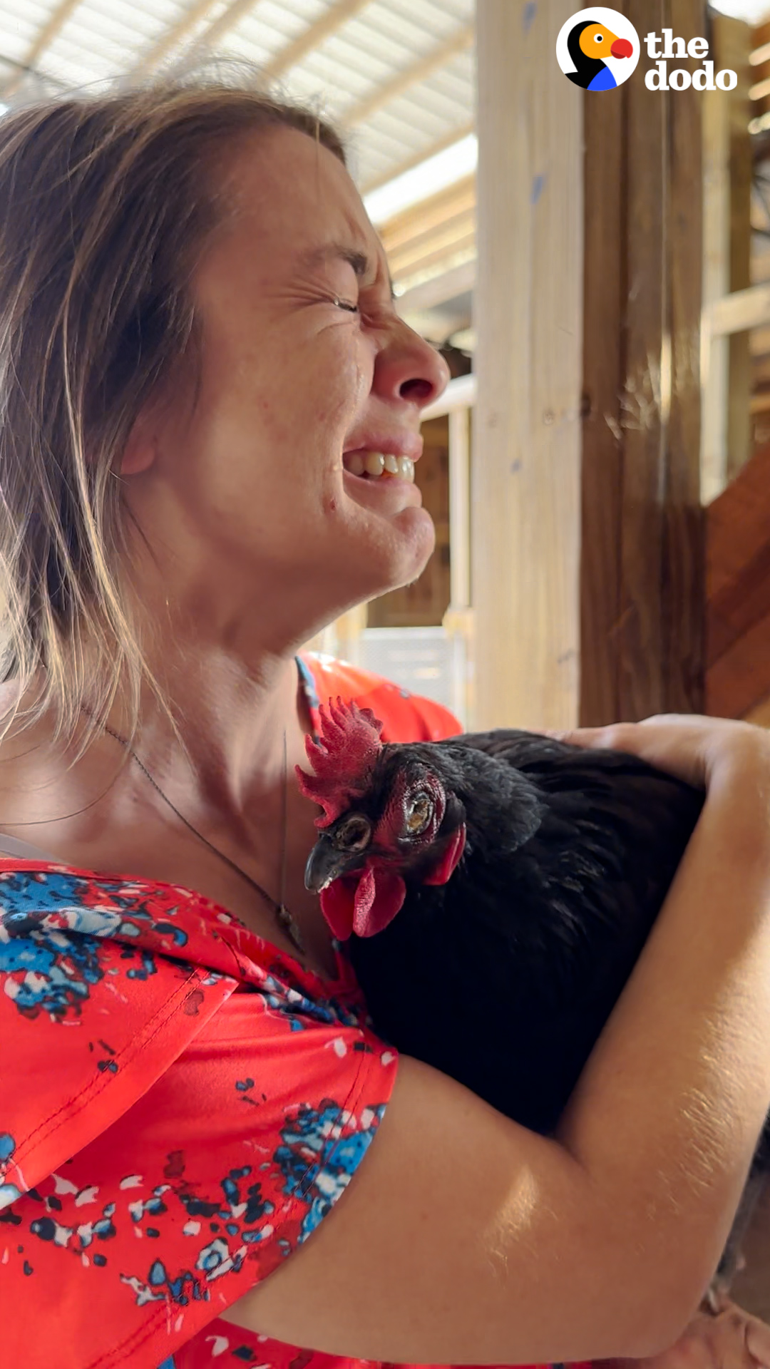 Reque Chicken The Dodo on Twitter: